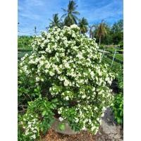 ราคา ต้นแก้วแคระ พวงมณี ดอกดก ใหญ่ (11815387461)