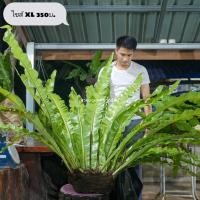ราคา เฟิร์นข้าหลวง, เฟิร์นข้าหลวงหลังลาย, เฟิร์นรังนก, เฟิร์นข้าหลวงโอซาก้า, ไซส์XL (24474220203)