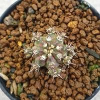 ราคา T-Rex ยิมโนชำหน่อ ทีเร็ก สวยๆครับ (5055206095)