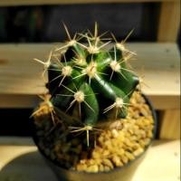 ราคา เฟอโรเล็บเหยี่ยว​ ไม้เมล็ด​ (6341331336)