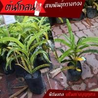 ราคา โกสนกวางทอง ไม้มงคล ต้นโกสนพันธุ์กวางทอง โกศล (10998928201)