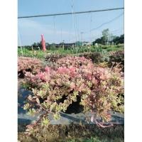 ราคา คุณนายโฮโซ คุณนายตื่นสายใบด่างชมพู สวยน่ารัก (29653140528)