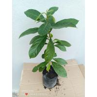 ราคา ต้นมะเม่าป่า หรือ มะเม่าไข่ปลา เป็นต้นเม่าชนิดลูกเล็ก ลูกกินได้ ส่งทั้งถุงชำ ขนาดต้น40-50ซม. (25416371995)