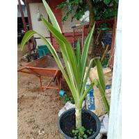 ราคา ต้นพลับพลึงด่าง ไม้มงคล ควรมีติดบ้านไว้ (10017345861)