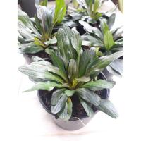 ราคา ต้นอาซูก้า หรือ ต้นม่วงมณีขนาดกระถาง 3 นิ้ว (2695147724)