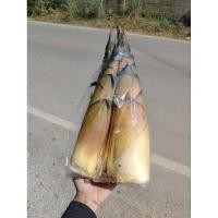 ราคา หน่อไม้หวาน อินทรีย์ 1 กิโล เก็บๆจากสวน (ใช้ แกง ต้มจืด สับทำหน่อส้ม หน่อไม้ดอง) หรือ ต้มเอาไว้ (25475730752)