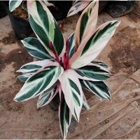 ราคา คล้านางพญาคล้าทอง/คล้าทอง ขนาดถุง 6 นิ้ว (15012113982)