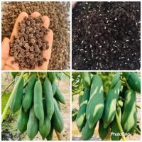 ราคา มะละกอแขกนวลดำเนินต้นเตี้ย (5448277998)