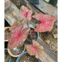 ราคา บอนสี พระพันวษา ตับขุนช้าง ขุนแผน (12477165070)