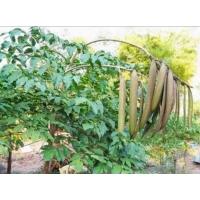 ราคา ต้นลิ้นฟ้าเตี้ย/ต้นเพกาแบบเพาะเมล็ด (23075929334)