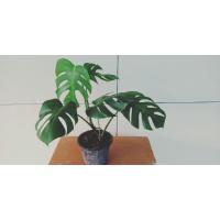 ราคา มอนสเตอร่าไจแอนท์ พันธ์ไม้ประดับ (5773737597)