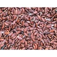 ราคา ขายส่ง 100 เมล็ด เมล็ดนางกวัก ไม้มงคลนาม ไม้ขุดล้อม ต้นพญานางกวัก ชื่ออื่น ทะยิง คะนิง ขะยิง จันดง ต้นมหาโชค (11725506629)