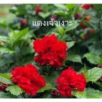 ราคา ต้นกล้าชบา Hibiscus ดอกซ้อน ชบาราคาพิเศษ ชบาซ้อนดอกแดง ชบาแดงซ้อนเจ้าเงาะ (20772194358)