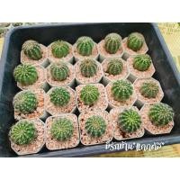 ราคา ขายส่ง อิชินอปไฮบริด ดอกสีชมพูขาวดอกใหญ่มาก กลิ่นหอมมากๆ (13810704403)