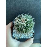 ราคา ต้น cactus คลื่นสมอง Echinofossulocactus แคคตัส ต้นใหญ่ (3558660646)