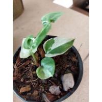 ราคา ต้นโชคเก้าชั้นด่างสวยๆ (8175562931)