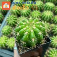 ราคา ดาวล้อมเดือน กระบองเพชร กระถาง 2 นิ้ว (23326395537)