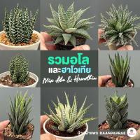 ราคา รวมอโลและฮาโวเทีย Mix Aloe & Haworthia หลายสายพันธุ์ ส่งทั้งกระถาง cactus&succulent (21878750022)