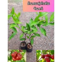 ราคา ต้นชมพู่ทับทิมจันทร์ ชมพู่ทับทิมจันทร์ (4552000359)
