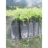 ราคา ต้นกำลังเสือโคร่งสุดยอดสมุนไพร (10722288981)