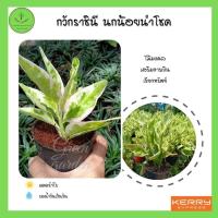 ราคา ต้นกวักราชินี ต้นกวักเงิน ต้นนกน้อยนำโชค ต้นไม้มงคลเรียกทรัพย์ ส่งพร้อมกระถาง 3 นิ้ว (9388753227)