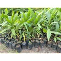 ราคา ต้นกระถินเทพา พร้อมปลูก เกิดการเสียหาย รับผิดชอบทุกกรณี (24763478267)