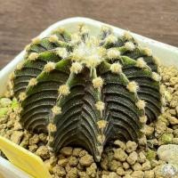 ราคา (Y17) การยิมโน LB2178 แท้ 12 พู ไม้เมล็ด - (gymnocalycium) - แคคตัส/งอก การ (22339694446)
