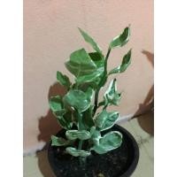 ราคา ต้นกวักเงินกวักทองนำโชค เรียกทรัพย์5แถม1 (10127536555)