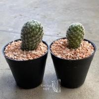 ราคา แมม กิเซเล่ Mammillaria giselae **ไม้ชำหน่อ** ⭐️⭐️ (4752006321)