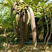 ราคา ต้นเพกา ลิ้นฟ้าเตี้ย50.บ (8218042598)