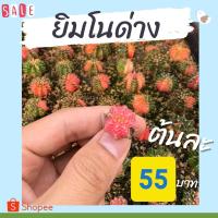 ราคา ยิมโนด่าง LBhbด่าง ยิมโนด่างแยกต้น ยิมโนด่างราคาถูก หัวละ 55 บาท ไม้เมล็ด ยิมโนด่างไม้เมล็ด gymnoด่าง แยกต้น (9116639288)