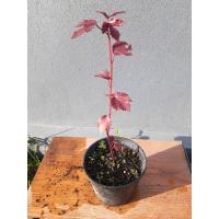 ราคา ชบาเมเปิ้ล.จะมีดอกสีแดงกำมะยี่ตามภาพค่ะ (16764618354)