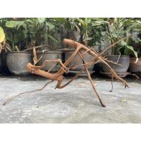 ราคา ตอไม้ ตอกิ่งขาตั้งทรงงามพิลึกพิลั่น ขนาดเกือบ 30 นิ้ว ตกแต่งตู้ปลา ไม้น้ำ สัตว์เลื้อยคลาน แมลง หรือตกแต่งสวน (13275391999)
