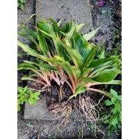 ราคา ต้นไม้มงคล ว่านเศรษฐีก้านทอง (21242739932)