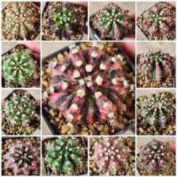 ราคา ลูก T-Rex /T-Luk / LB-T-REX / LB-T-LUK ไดโนเสาร์ สีชมพูหวานๆ มีให้เลือกหลากหลายรายการ (22866969493)