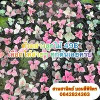 ราคา บอนสี “ลูกไม้เมล็ด” กระถางละ 49 ฿‼️ทางร้านขออนุญาตเลือกให้สวยๆ หรือสนใจจำนวนมากทักแชทมาก่อนได้ครับ (20224398447)