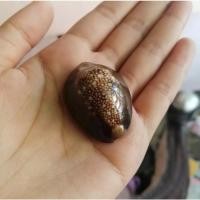 ราคา เบี้ยแก้ หอยเบี้ย (ไซส์ใหญ่) 3.5 ซม. ราคาส่งแพ็คละ 100 ตัว (14063999177)