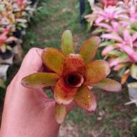 ราคา ตัดหน่อสด✅️สับปะรดสีลินดา /นีโอลินดา/มินิลินดา/เป็นสับปะรดสีขนาดมินิแตกกอ สีน้ำตาลมีจุดสวยงาม (13195660001)