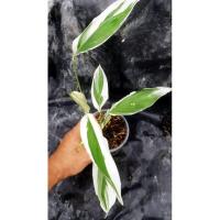 ราคา ต้น​สาคู​ด่าง​ ไม้มงคล​ ใบด่างขาวสวยงาม​ เป็น​ที่นิยมนำมาปลูก​ในบ้าน เสริม​ศิริมงคล (21240528037)