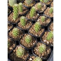 ราคา cactus แคคตัส กระบองเพชร (19440059177)