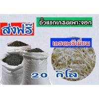 ราคา ถั่วแขกไทยSTเพาะงอก 20 กิโล ส่งฟรี! เมล็ดสะอาด พร้อมเพาะถั่วงอก ผ่านกระบวนการคัดแล้ว (11244973560)