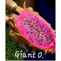 ราคา กิ่งพันธุ์แก้วมังกรแก่น orange (8453480548)