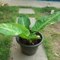 ราคา ต้นไม้มงคล ต้นเศรษฐีรวยทรัพย์ (7022297999)