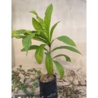 ราคา ต้นจิกเศรษฐี​ไม้มงคลออกดอกสวยขนาด60-70ฟรีเมล็ด​ทอง​อุไร​20​ (18625316347)