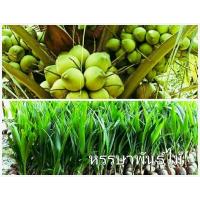 ราคา ต้นมะพร้าวน้ำหอมสามพรานพันธุ์แท้ เจ้าของสวนขายเอง (6890559997)
