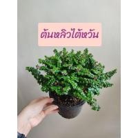 ราคา ต้นหลิวไต้หวัน ไม้ประดับ พร้อมปลูก กระถาง5นิ้ว (18896580626)