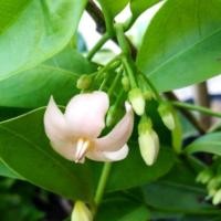 ราคา ต้นโมกพวงชมพู ดอกหอมอ่อนๆแบบชำกิ่งสูงประมาณ45ซม(ต้นตามภาพ) (4793664922)