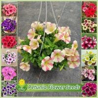 ราคา เมล็ดพันธุ์ ดอกพิทูเนีย เตี้ย คละสี Petunia Flower Seeds 1000 เมล็ด พิทูเนีย ดอกไม้ บอนสี เมล็ดดอกไม้ ต้นไม้ฟอกอากาศ (28710487151)