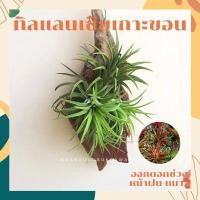 ราคา ทิลแลนเซียเกาะขอนไม้ ionantha (8899220527)