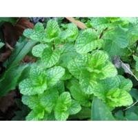 ราคา สะระแหน่1ถุงดำใหญ่หลายต้นทน ดก.. ถูกที่สุด สมุนไพรผักอินทรี (21292498665)